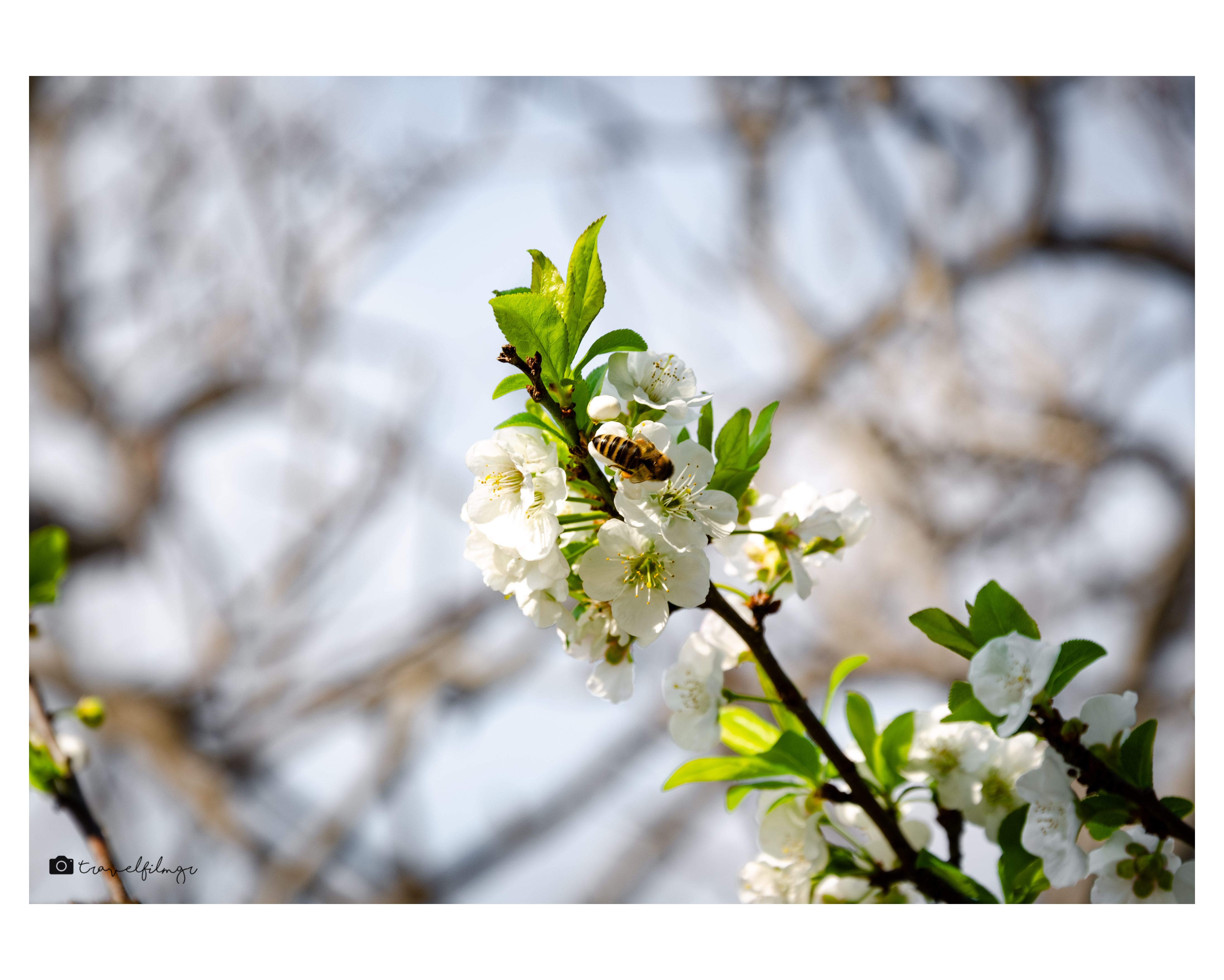 Bee on white blossoms