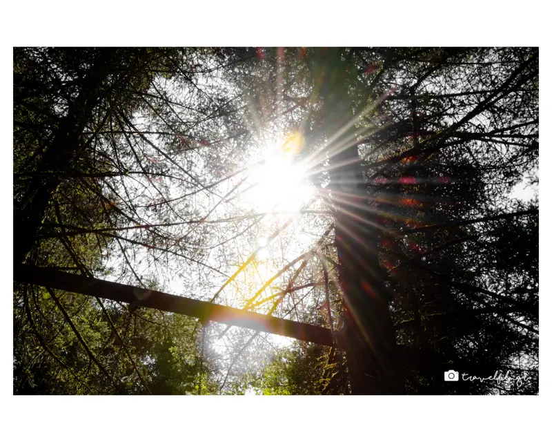 Canopy Sunburst