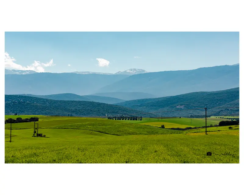 Meadow